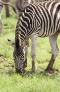 plain_zebra (5)